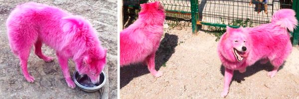 В Геленджике спасли собак, окрашенных в розовый цвет