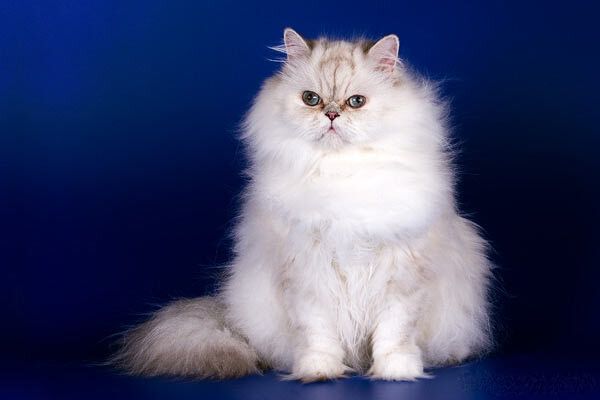Персидская кошка Персидская кошка