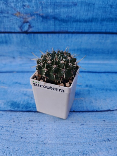 Parodia Mammulosa (Пародия)