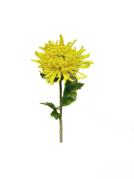 Хризантема Лебединая песня - Желтый