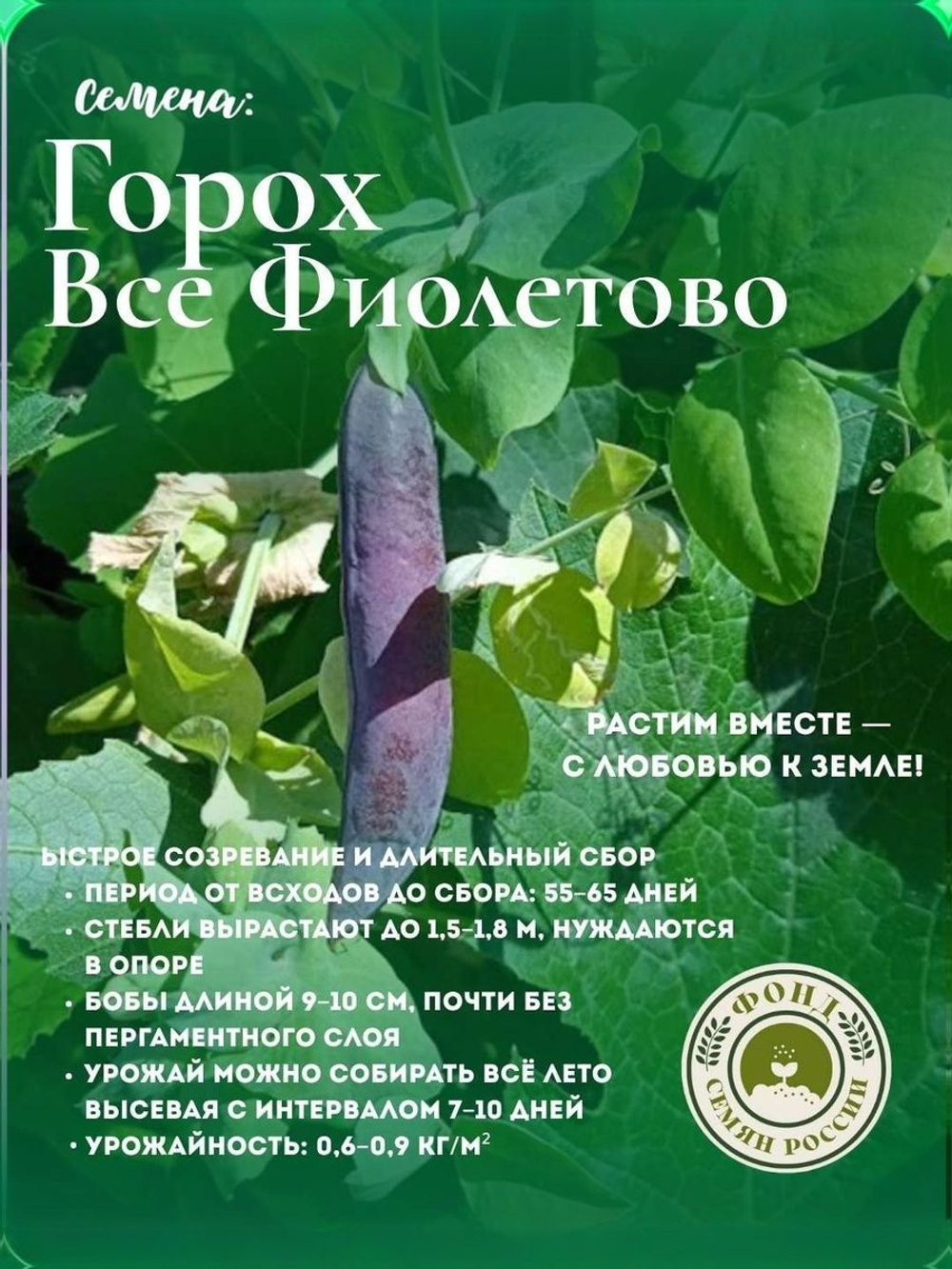 Горох Овощной, Все фиолетово, семена, 10 гр.