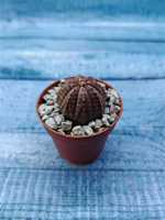 Euphoria Obesa (Эуфорбия)