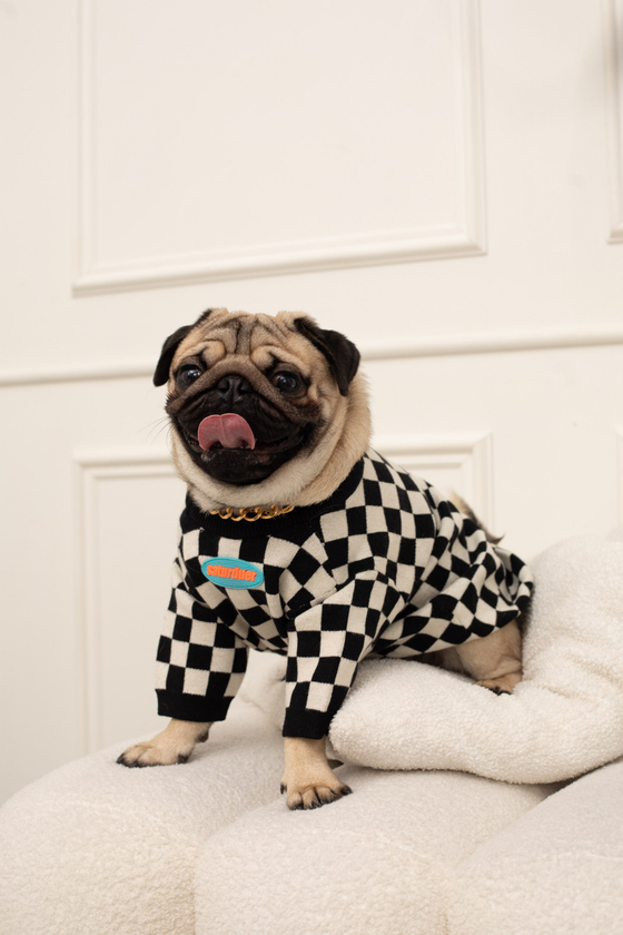 Кофта для собак Шахматы