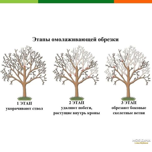 Санитарная обрезка взрослого запущенного сада: с чего начать восстановление Санитарная обрезка взрослого запущенного сада: с чего начать восстановление