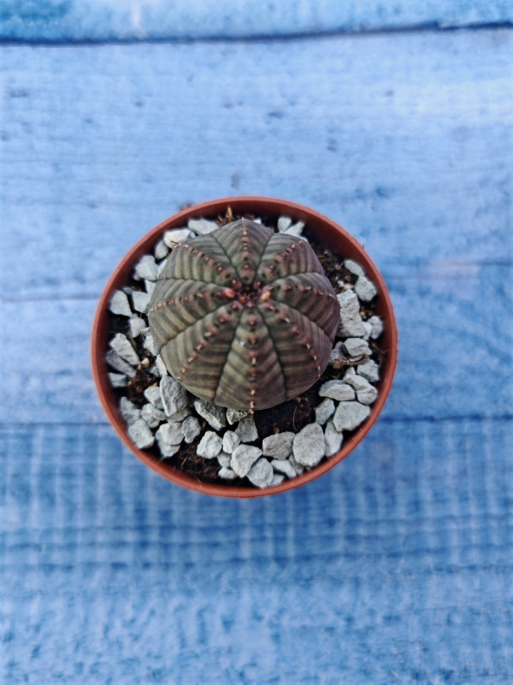Суккулент Euphorbia Obesa (Эуфорбия)
