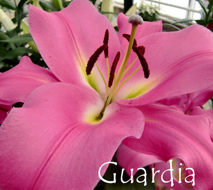 Лилия ОТ гибрид Lilium Guardia 1 шт