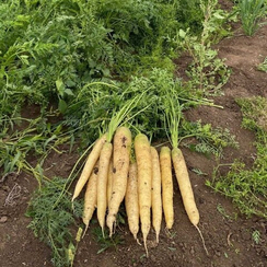 Мелло Йелло F1 семена моркови нантской (Bejo / Бейо)