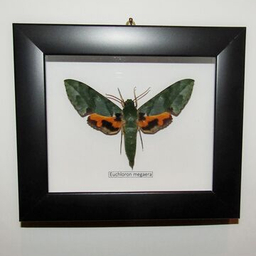 Бражники в рамках