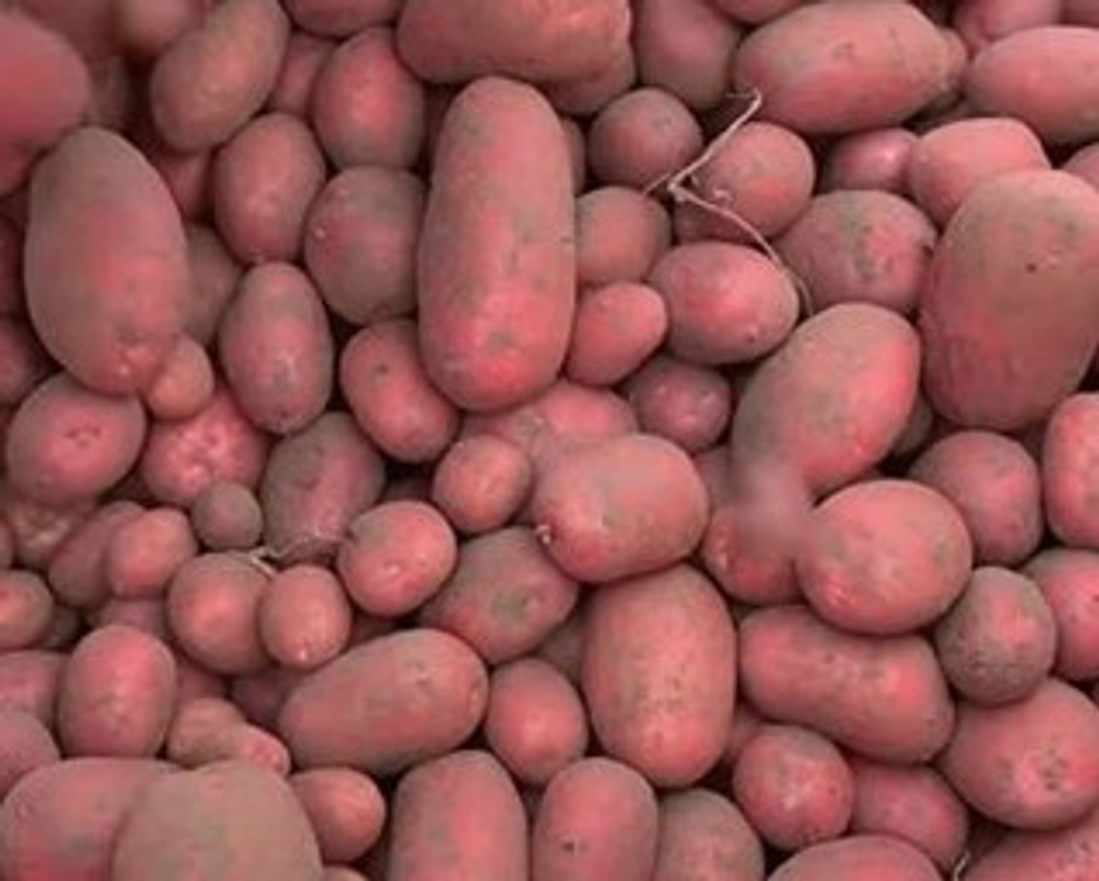 Картофель Балтик Роуз, комплект из 10 клубней