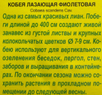 Кобея фиолетовая СМЦ-784