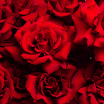 «Мечты о Париже»