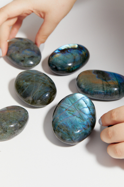 Лабрадор палмстоун S