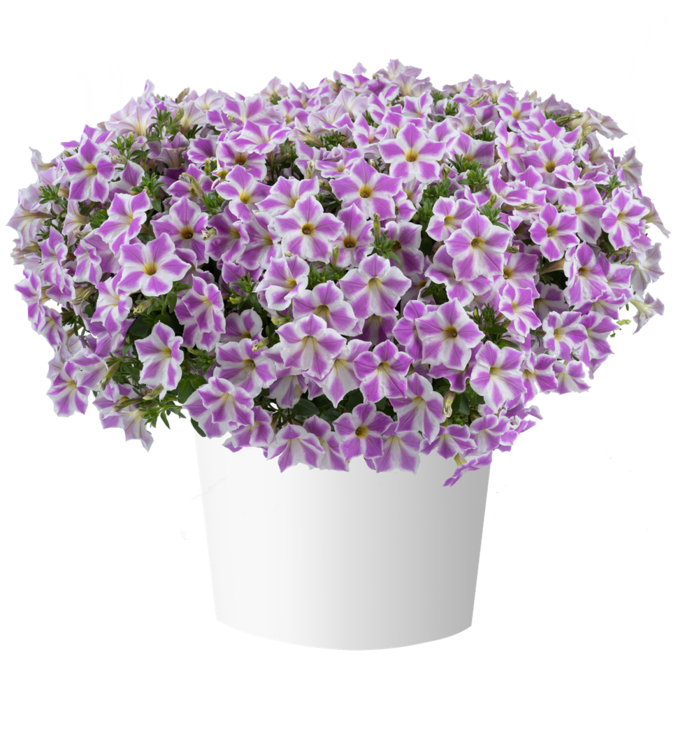 Петуния Cascadias Lilac Frost