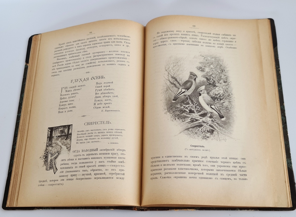 "Из родной природы". Д.Н.Кайгородов. 1907г.