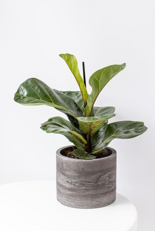 Фикус Лирата Бамбино