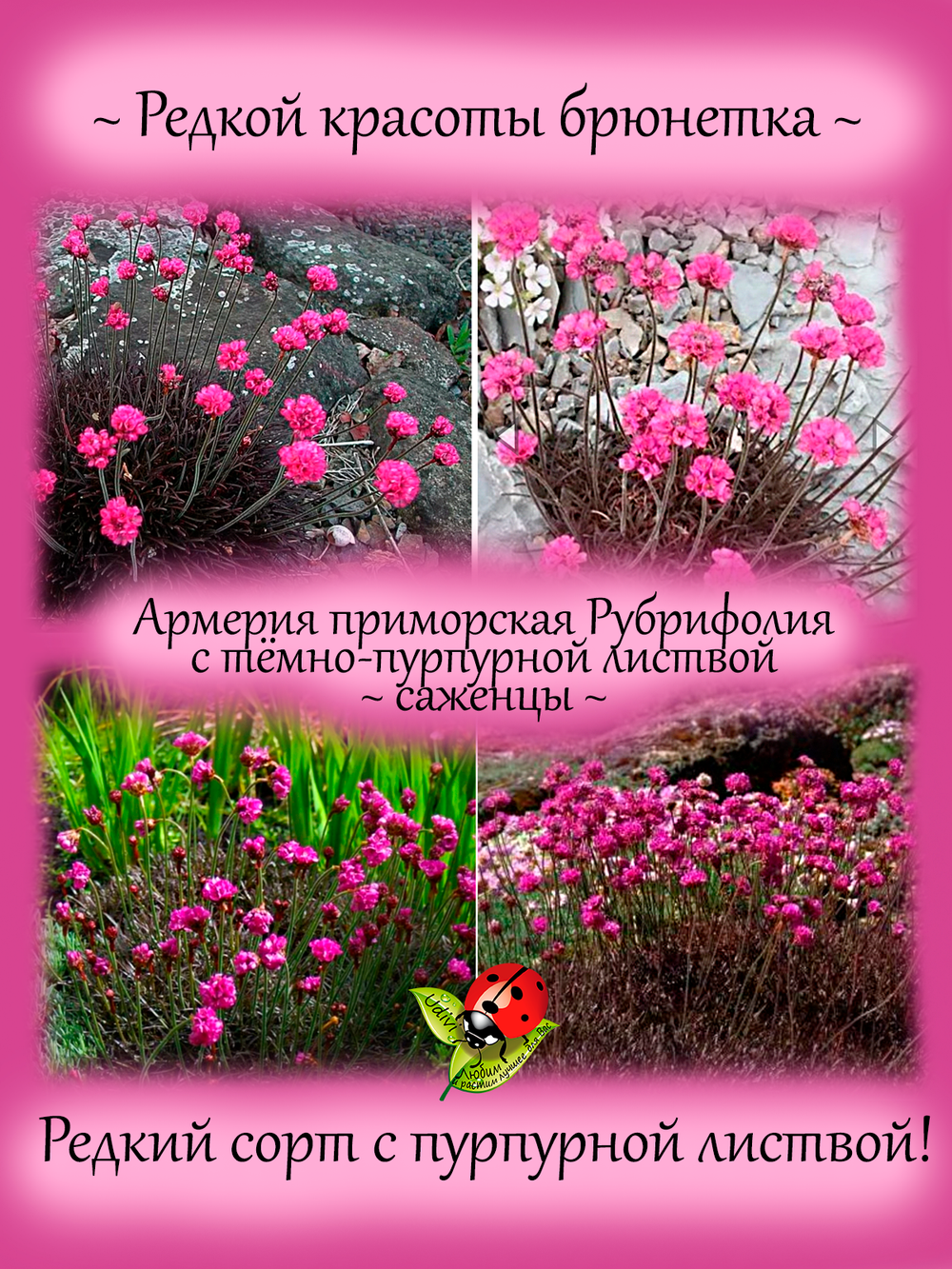 Армерия Рубрифолия приморская с тёмной листвой многолетник