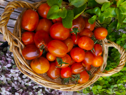 Атомный закат (Atomic sunset) сорт томата