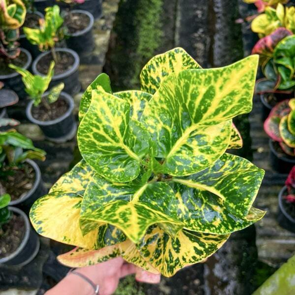 Кротон MONGKHUT PHET