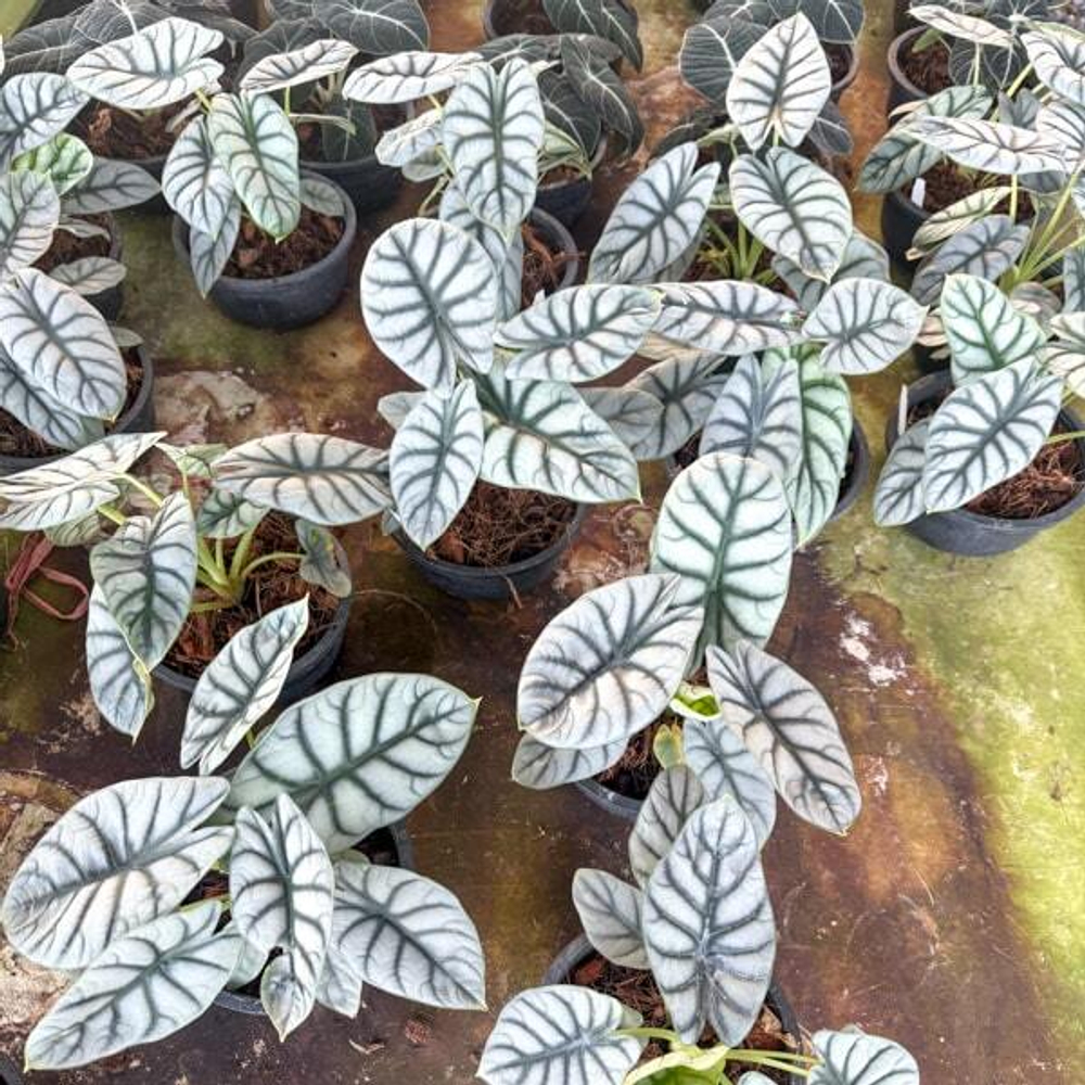 Алоказия SILVER DRAGON