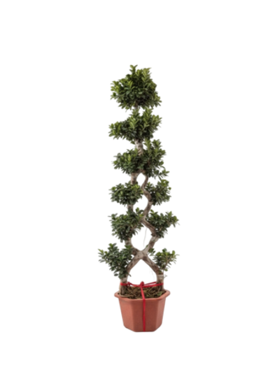 Фикус Large 8-character Ficus д.48