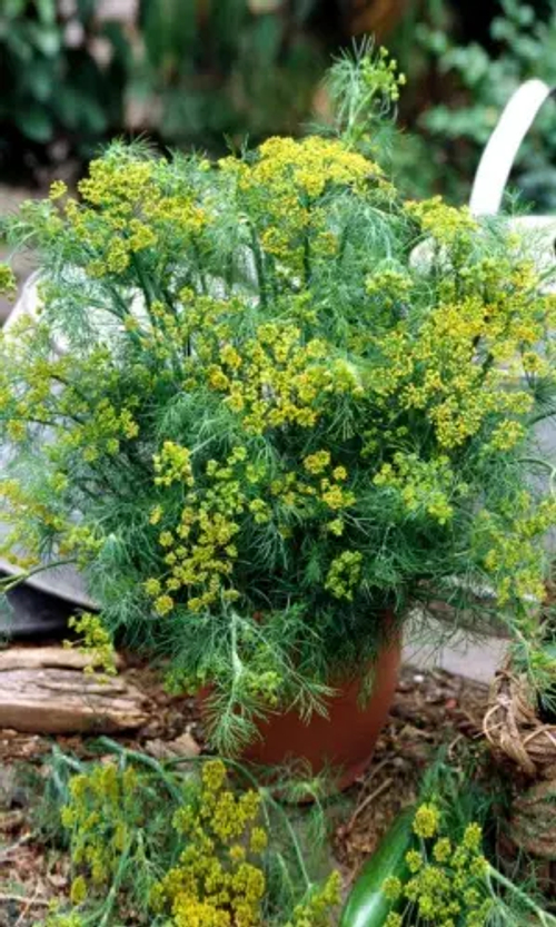 Укроп "Лесногородский" 2г