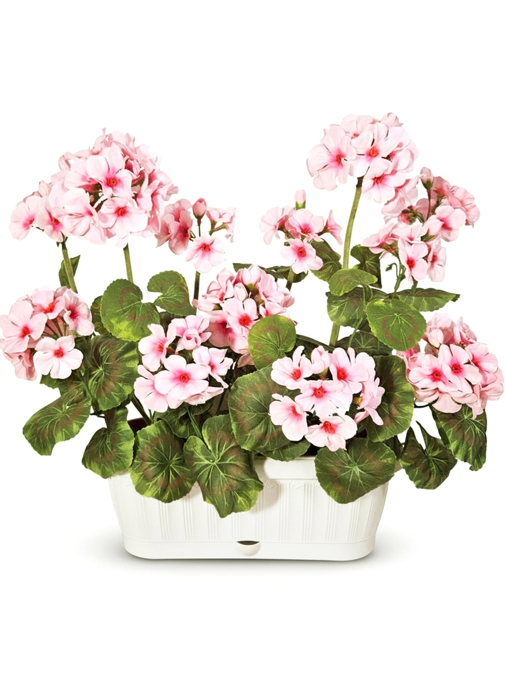 Герань розовая 40см в балконном ящике