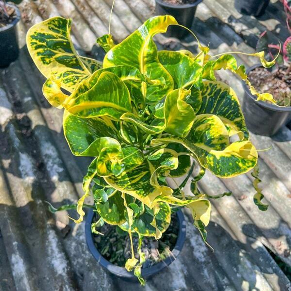 Кротон DOI PUI