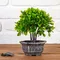 Бонсай в горшке &quot;Листья фикуса&quot; 11х21 см
