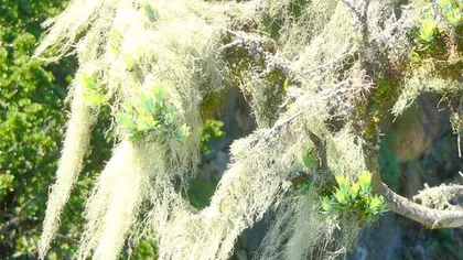 Уснея бородатая (слоевища)