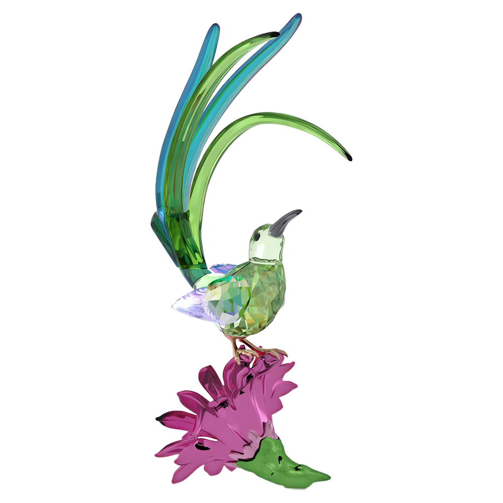 IDYLLIA:SUGARBIRD AND CACTUS FLOWER