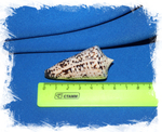 Conus thalassiarchus размер