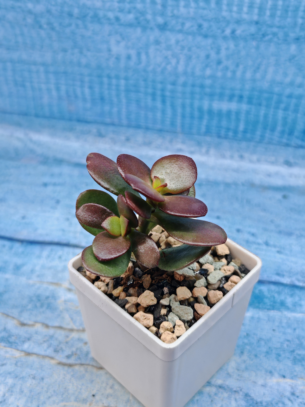 Crassula Ovata Minor (Крассула)