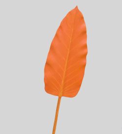 TR 578M Каладиум