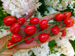 Клубничка (Tomatoberry) сорт томата
