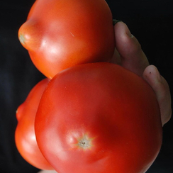 Примо ред F1 семена томата детерминантного (Clause / Клос)