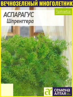 Семена вечнозеленых цветов Аспарагус Шпренггера 5 шт