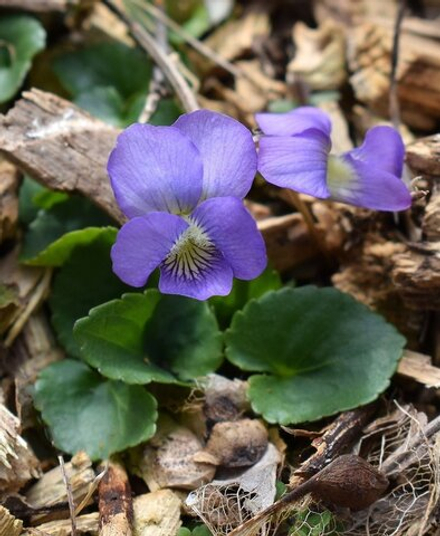 ISORALDEINE CETONE ALPHA / ИЗОРАЛЬДЕИН ЦЕТОН АЛЬФА CAS 1335-46-2 ; 127-51-5 ; 15789-90-9