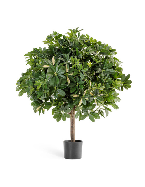 Шеффлера гигантский шар пёстрая 110 см 2/2 10.38604NW