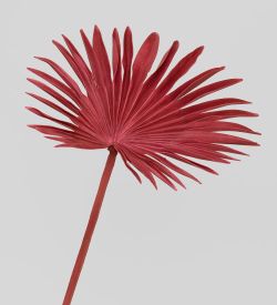 TR 610 Пальмовый лист