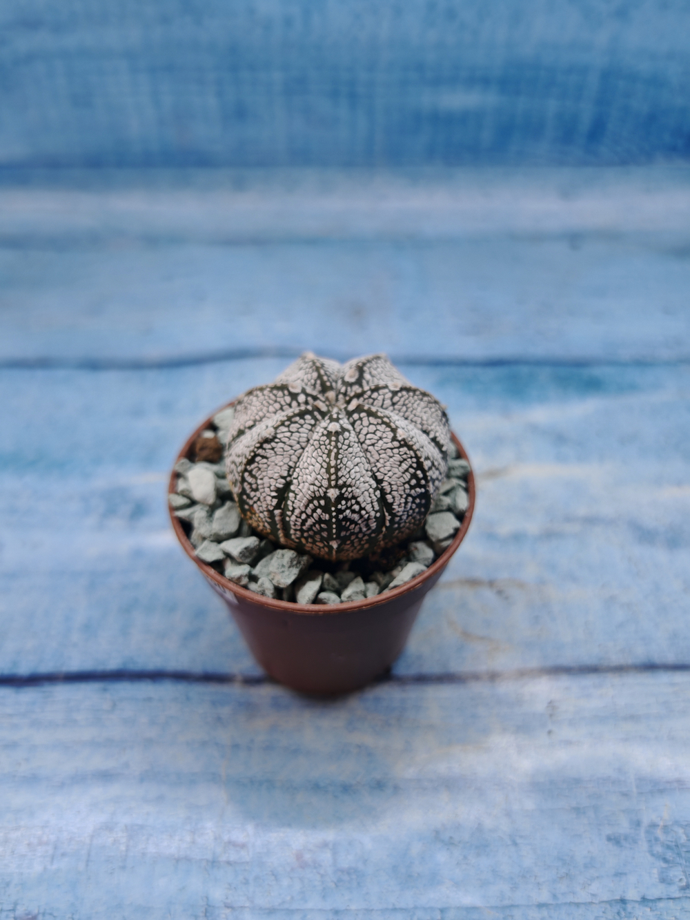 Astrophytum Asterias "Super Kabuto" (Астрофитум)