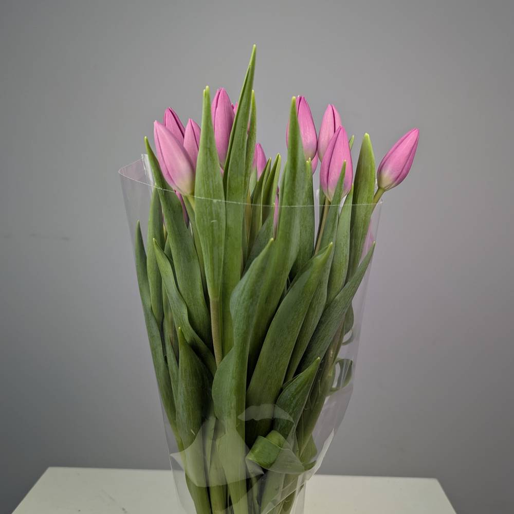 Пачка Фиолетовых Тюльпанов (25 шт.)