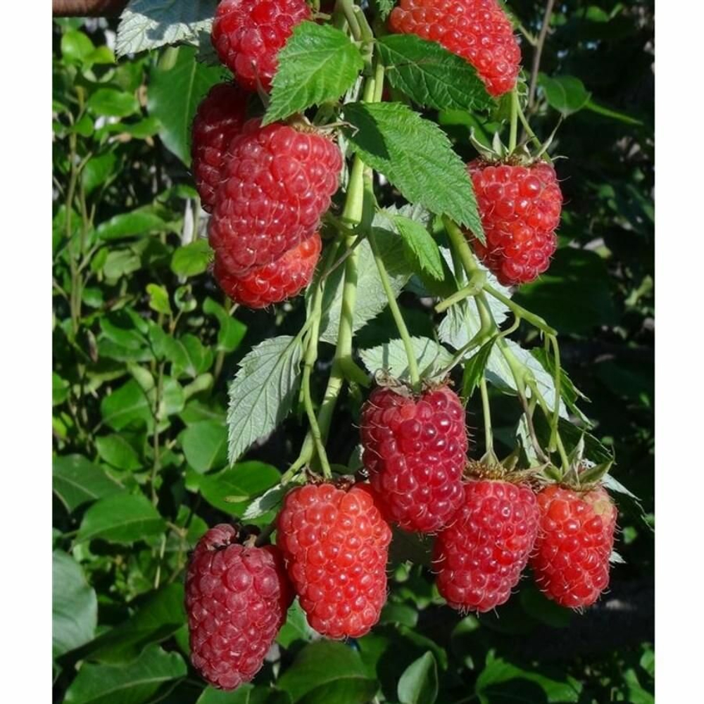 Малина ремонтантная сорт Красная Гвардия