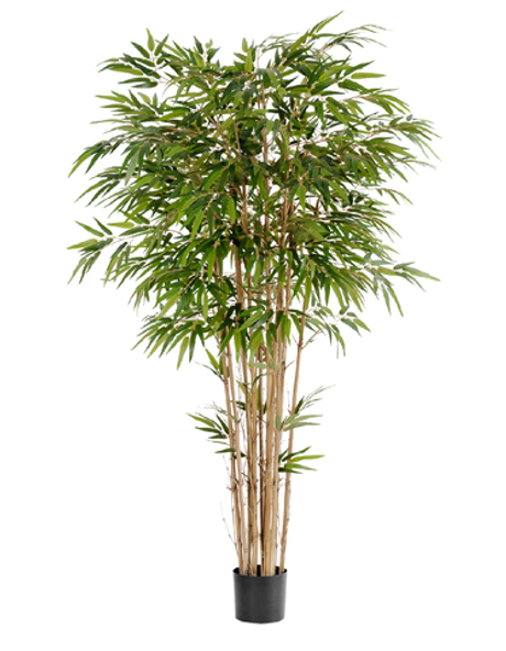 Бамбук натуральный