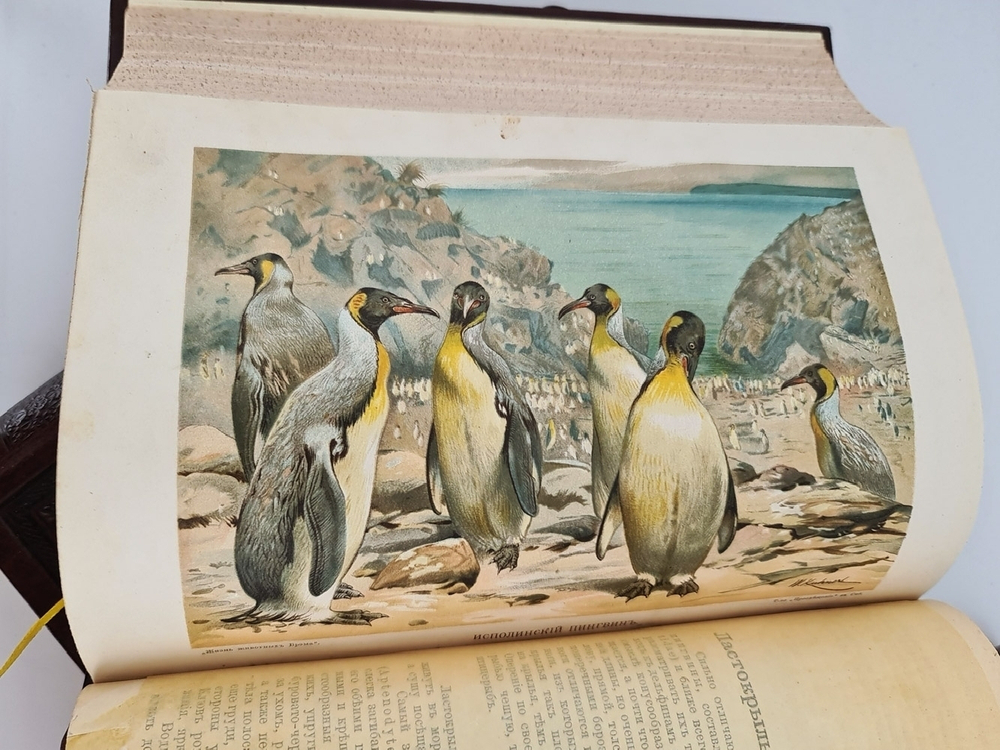 "Жизнь животных". А.Э.Брэм. 1904 г. - антикварная книга