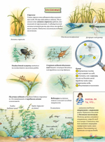 Животные и растения рек, озёр и морей. BIObook А. Толмачёва