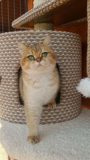 Дом для кота И-82