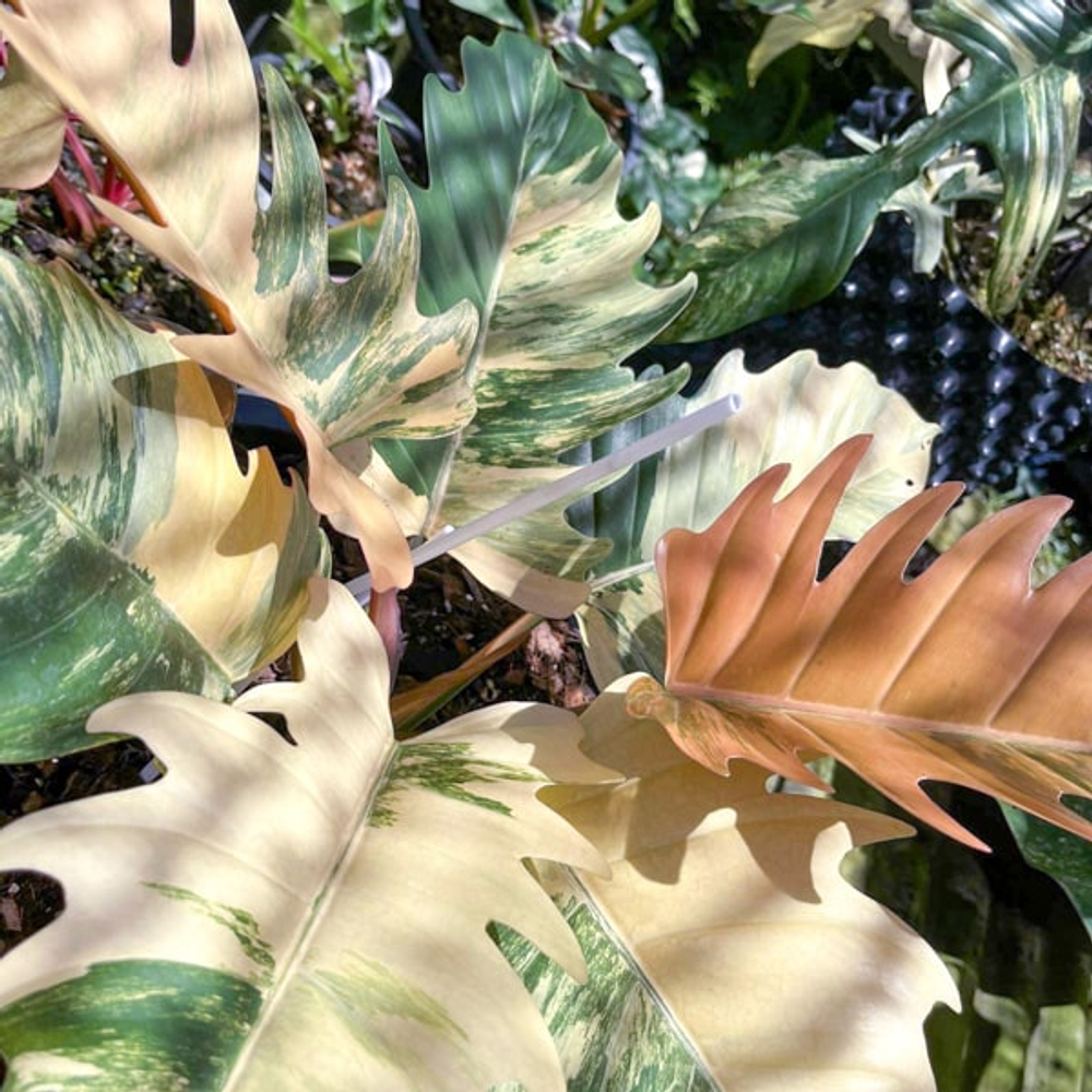 Филодендрон CARAMEL MARBLE