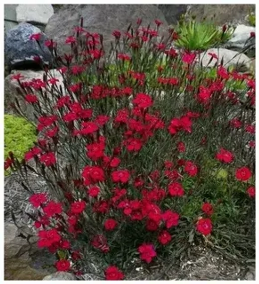 Гвоздика травянка Бриллиант Р9 Закупка М36 получение май-июнь 2026