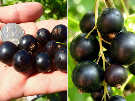 Саженец Смородины черной «Пигмей» (Гигантская ягода, Эталонный сладкий вкус, Компактный куст)