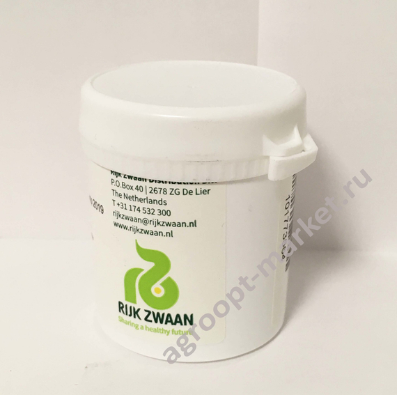 САТИН семена салата (Rijk Zwaan | Alexagro) – фото 10